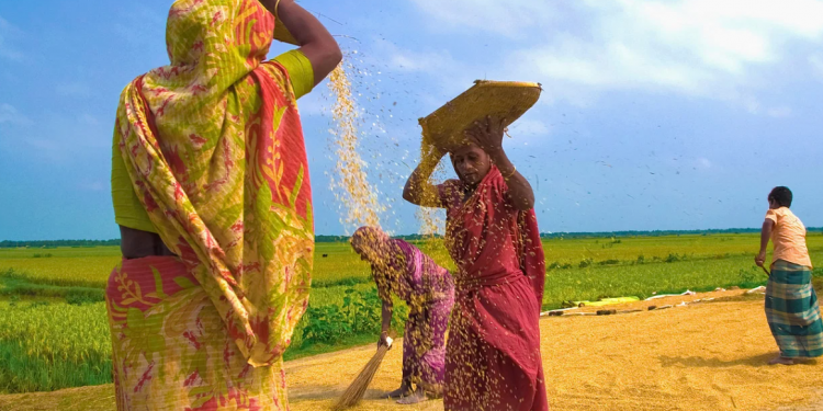 নতুন ধানে হয় নবান্ন