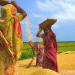 নতুন ধানে হয় নবান্ন