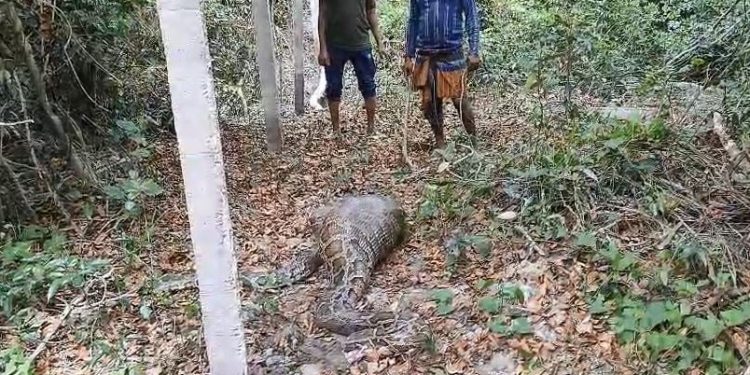 সুন্দরবনে আস্ত ছাগল গিলে খেয়েছে একটি অজগর সাপ