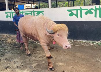 বাংলাদেশে মহিষের নাম ’ডোনাল্ড ট্রাম্প’ যুদ্ধবাজকে দেখতে উৎসুক জনতার ভীড়