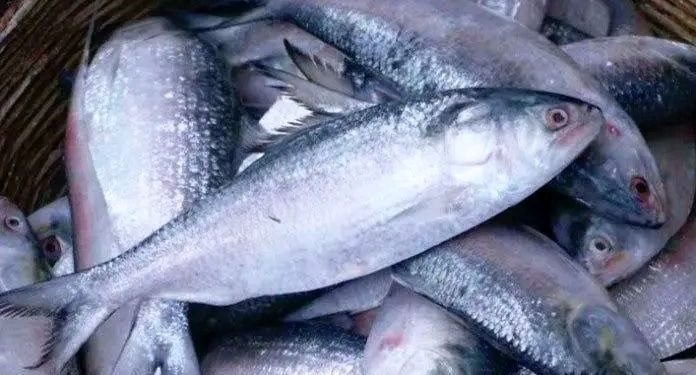 বেনাপোল পেট্রাপোল স্থলবন্দর দিয়ে দুই মাসে ভারত থেকে সাড়ে ৩ লাখ কেজি ইলিশ আমদানি