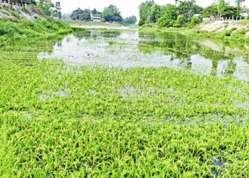 Water is rising in rivers, crops are sinking