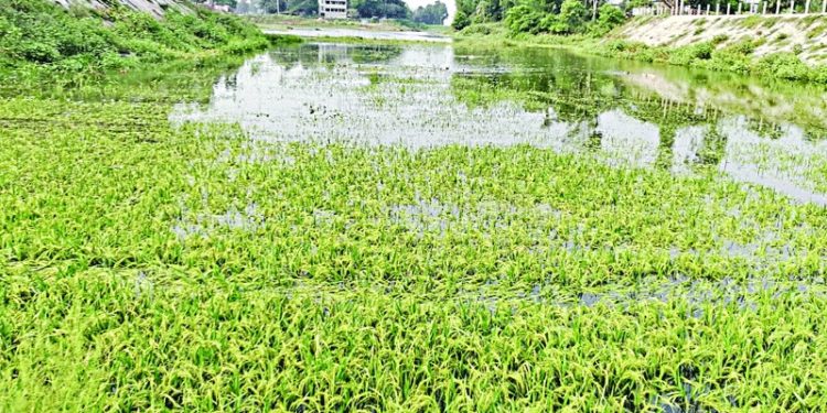 Water is rising in rivers, crops are sinking