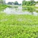 Water is rising in rivers, crops are sinking