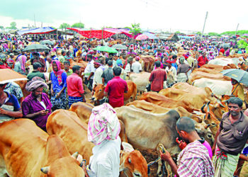 ‘No crisis’ for animals on Eid-ul-Adha