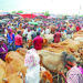 ‘No crisis’ for animals on Eid-ul-Adha