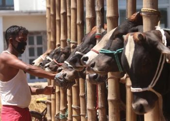 This time around one and a half crore sacrificial animals are ready