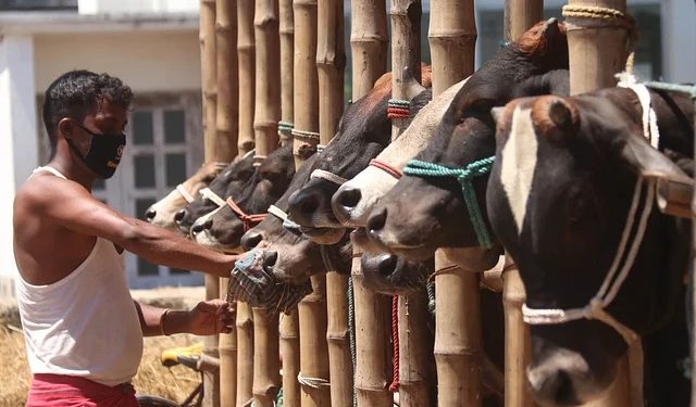 This time around one and a half crore sacrificial animals are ready
