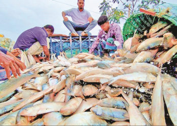 Writ seeking ban on hilsa export from Bangladesh to India