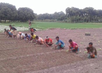 Prospect of summer onion production bright in Rajshahi