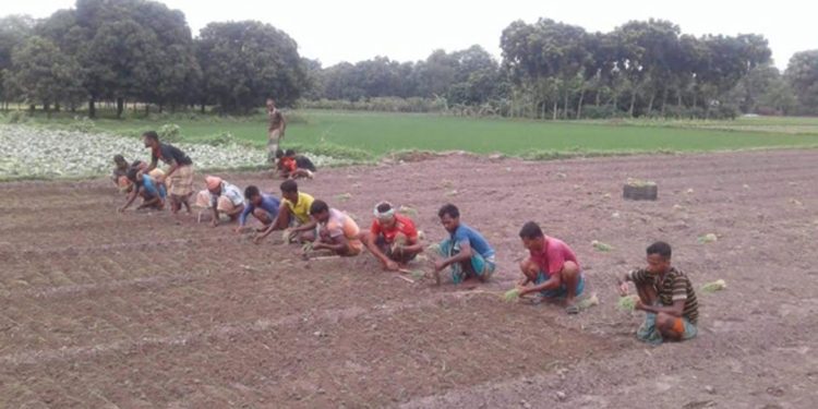 Prospect of summer onion production bright in Rajshahi