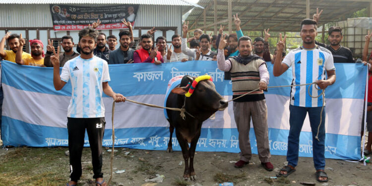 A cow was bought for 73 thousand taka, one thousand people will eat it