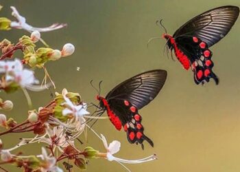 Butterfly fair in Jabi today