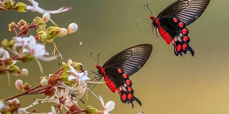 Butterfly fair in Jabi today