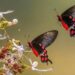 Butterfly fair in Jabi today