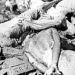 Nation to observe Genocide Day tomorrow