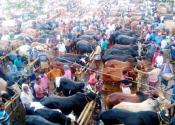 Border market filled with domestic cows, disappointment with fewer buyers