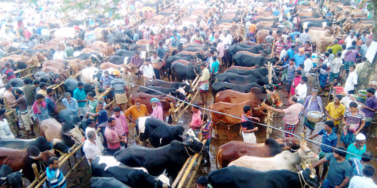 Border market filled with domestic cows, disappointment with fewer buyers