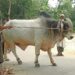 A cow, a farmer couple and PM: Manifestation of love