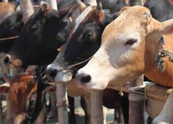 Govt issues instructions on cattle markets