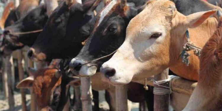 Govt issues instructions on cattle markets