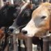 Govt issues instructions on cattle markets