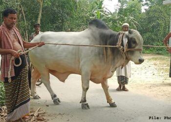 Farmer couple sacrifices cow in name of Bangabandhu, Bangamata, PM