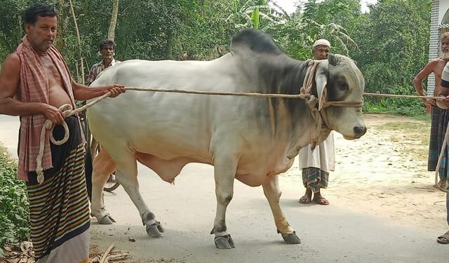 Farmer couple sacrifices cow in name of Bangabandhu, Bangamata, PM