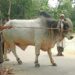 Farmer couple sacrifices cow in name of Bangabandhu, Bangamata, PM