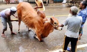 Over 1 crore cattle sacrificed on Eid-ul-Azha