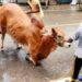 Over 1 crore cattle sacrificed on Eid-ul-Azha
