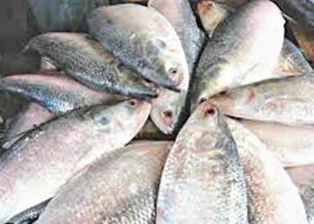 As the water flows from Bangladesh towards India, the hilsa flocks are now coming towards West Bengal: Bijan Maiti