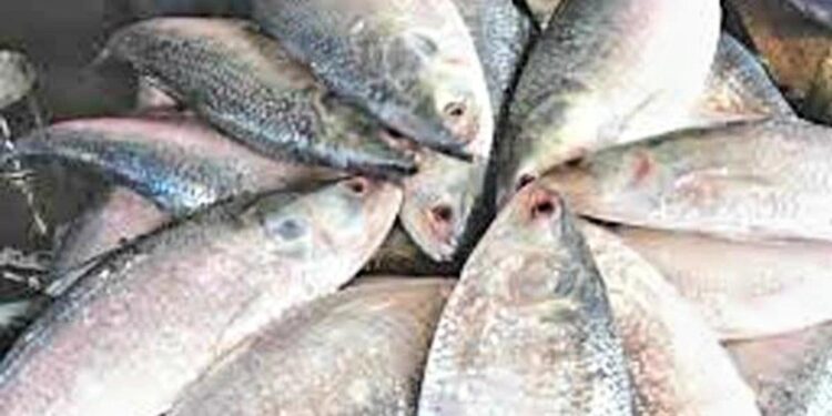 As the water flows from Bangladesh towards India, the hilsa flocks are now coming towards West Bengal: Bijan Maiti