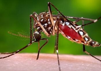 12 dengue patients die, 2,711 hospitalised in 24 hrs