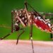 12 dengue patients die, 2,711 hospitalised in 24 hrs