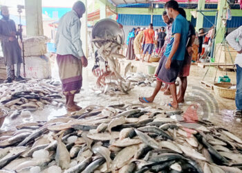 Fishermen are returning to the shore with hilsa