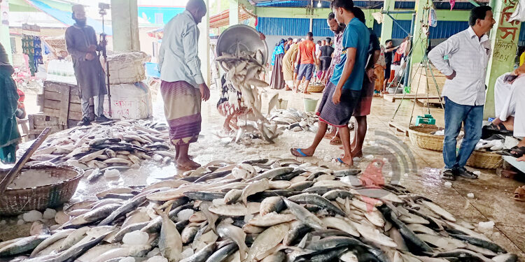 Fishermen are returning to the shore with hilsa