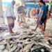 Fishermen are returning to the shore with hilsa