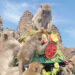 Lopburi city in Thailand occupied by monkeys