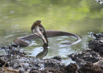 Snakes also increase in intense heat but the use of antivenom in Bangladesh is neglected : Analysis