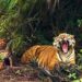 Sundarbans currently have 125 tigers: Survey report