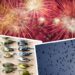 Homeless birds terrified by the sound of fireworks