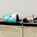 Fishermen, burdened by loans from moneylenders and NGOs, are not stopping the killing of ‘Mother Hilsha’ fish in the Padma River of Bangladesh