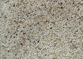 Bird food scam: 25,000 kg poppy seed drugs brought to Bangladesh from Pakistan