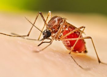 Four dengue patients die, 920 fresh cases detected overnight
