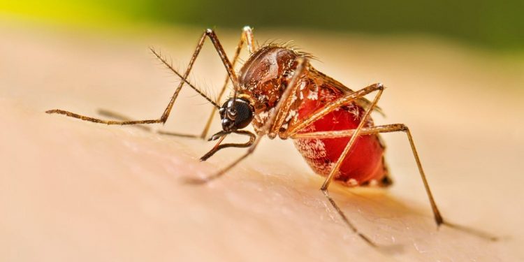 Four dengue patients die, 920 fresh cases detected overnight