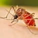 Four dengue patients die, 920 fresh cases detected overnight