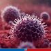 Dangerous Nipah virus detected in 35 districts in Bangladesh, IEDCR warns