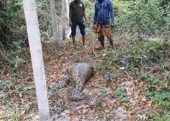 A python swallowed a goat whole in Bangladesh’s Sundarbans
