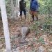 A python swallowed a goat whole in Bangladesh’s Sundarbans